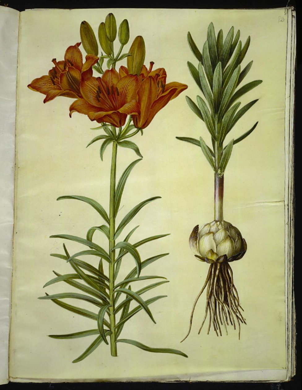 Lilium bulbiferum (marka-lilje) by Hans Simon Holtzbecker