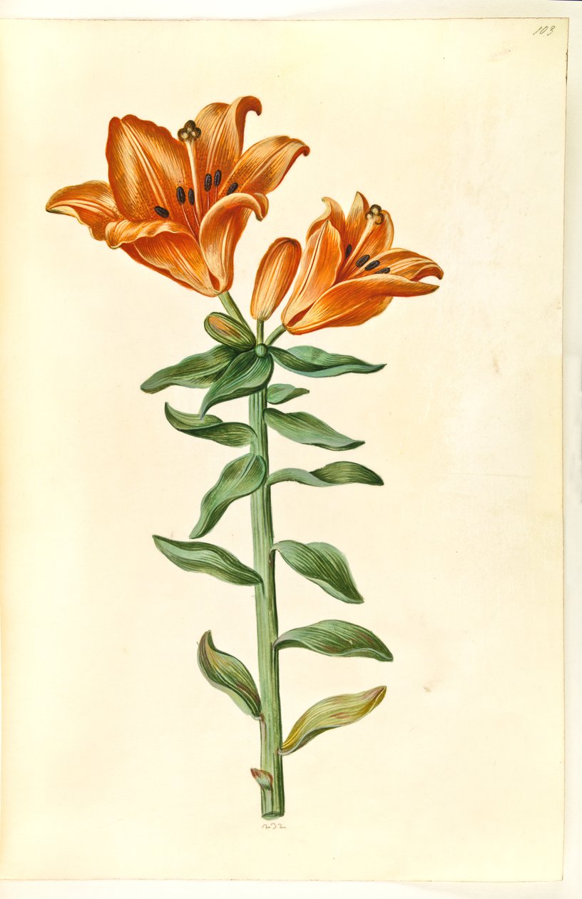 Lilium bulbiferum (marka-lilje) by Hans Simon Holtzbecker