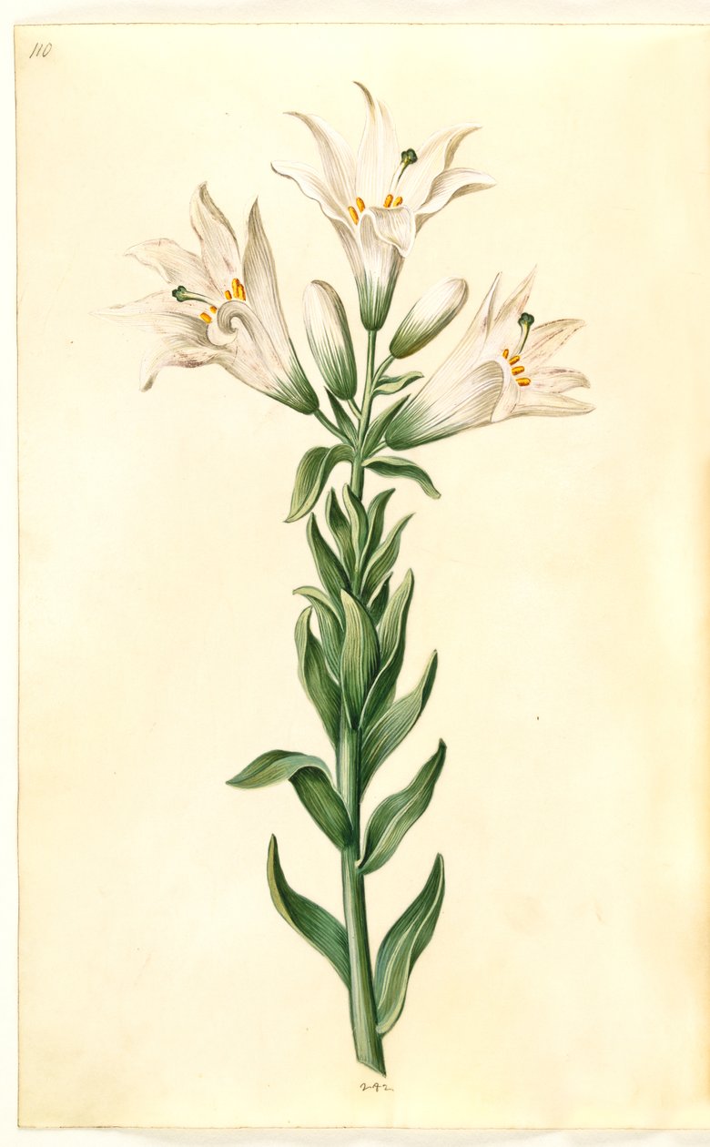 beyaz zambak (madonna-lilje) by Hans Simon Holtzbecker