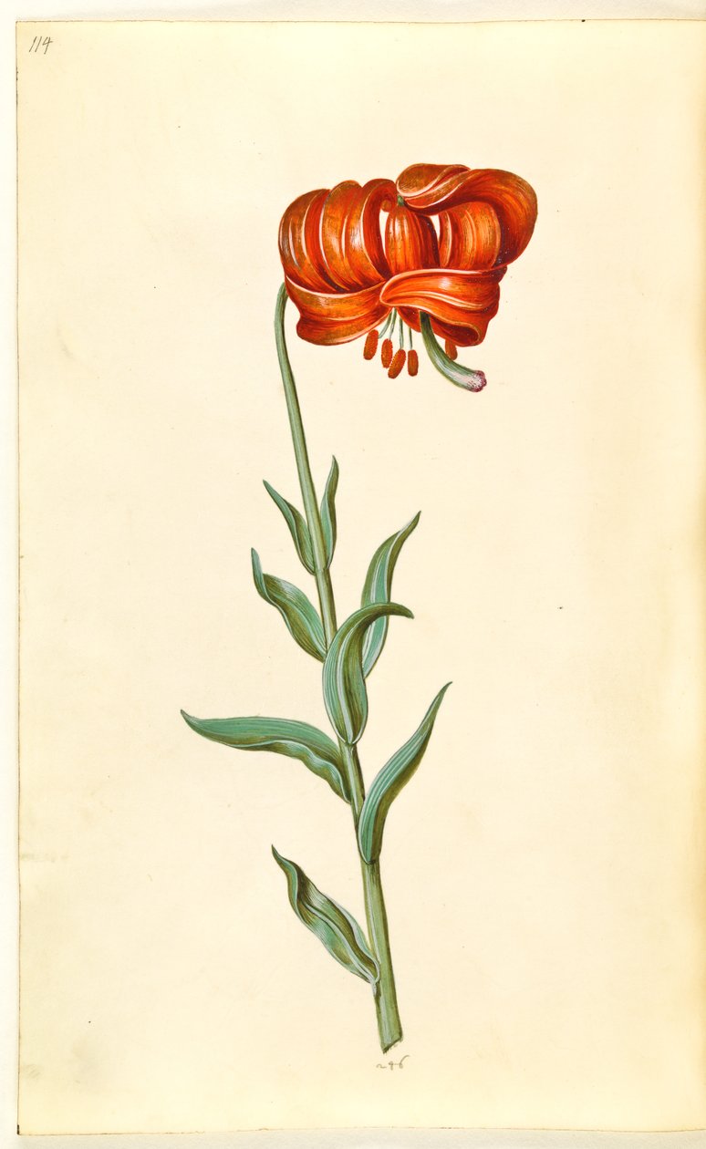 Kalsedonik zambak (rød turbanlilje) by Hans Simon Holtzbecker