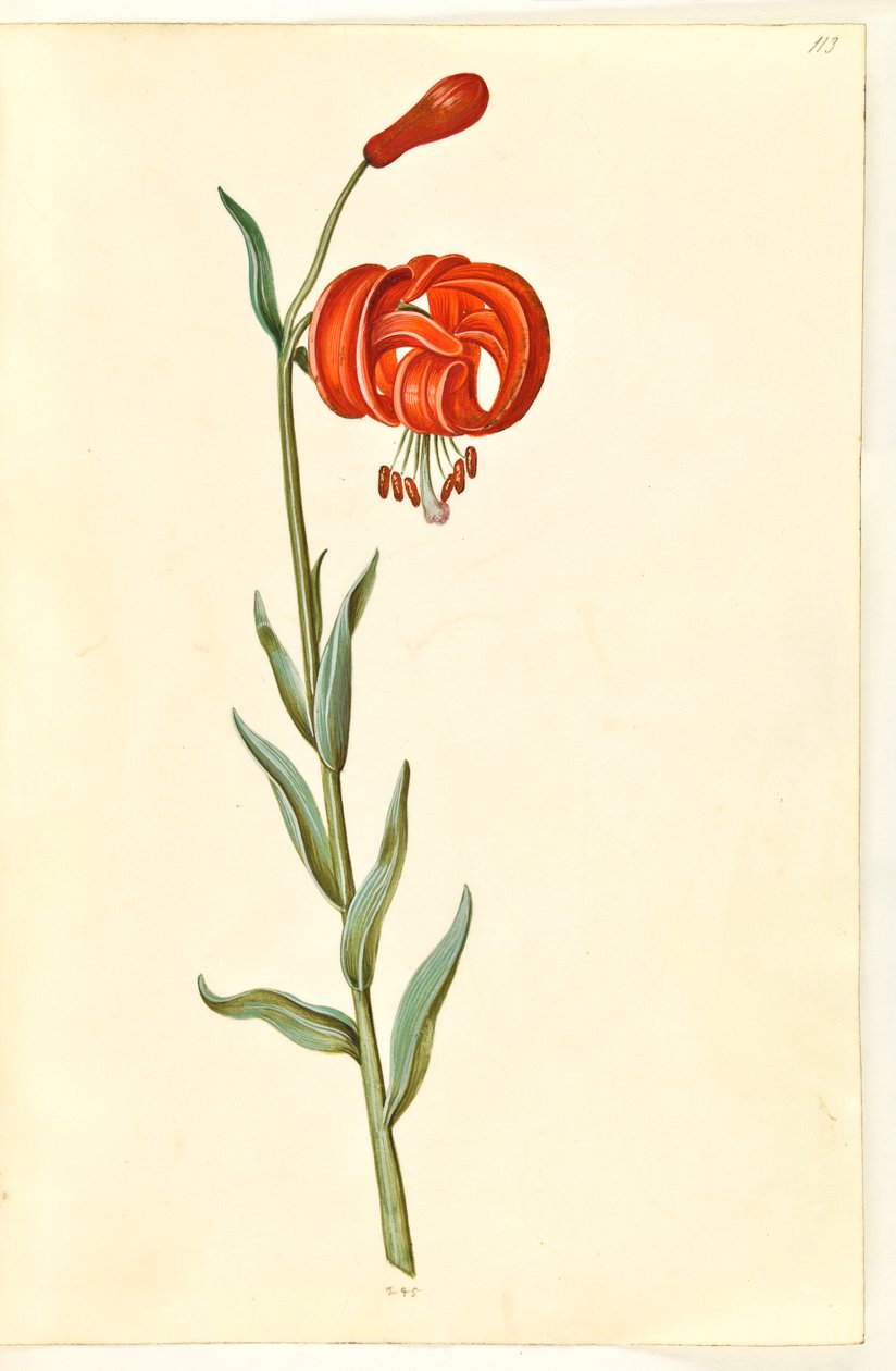 Kalsedonik zambak (rød turbanlilje) by Hans Simon Holtzbecker