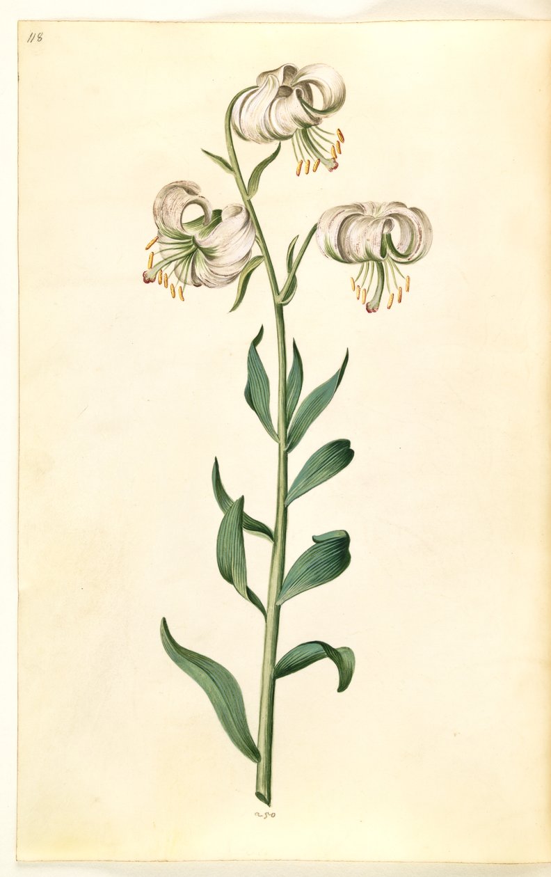 Lilium martagon (çelenk zambak) by Hans Simon Holtzbecker
