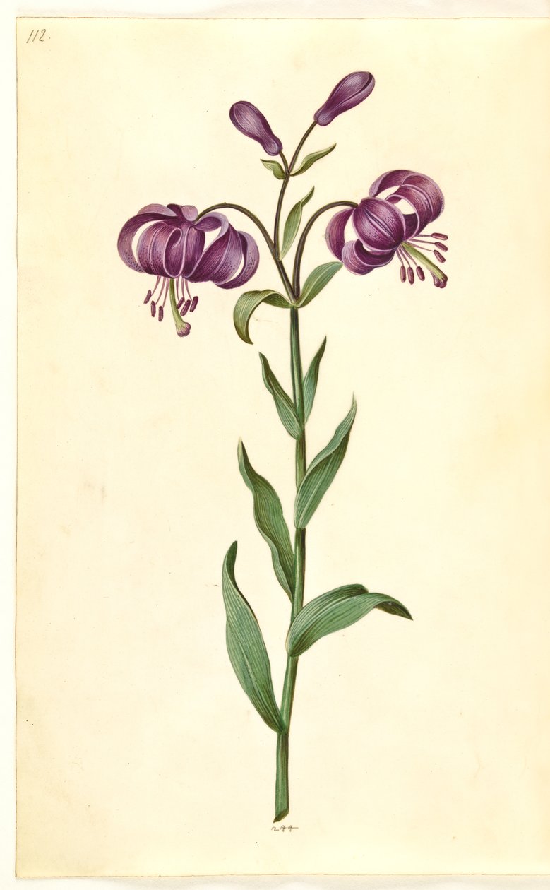 Lilium martagon (çelenk zambak) by Hans Simon Holtzbecker