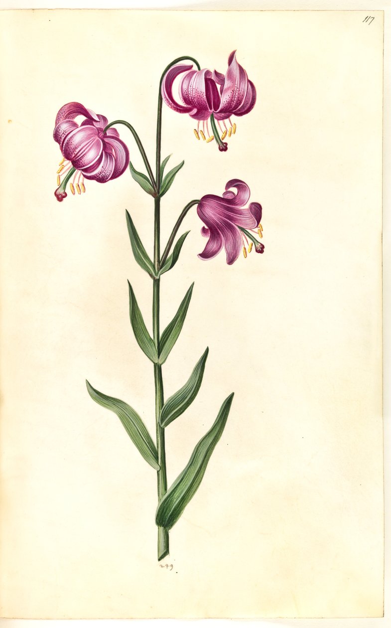 Lilium martagon (çelenk zambak) by Hans Simon Holtzbecker