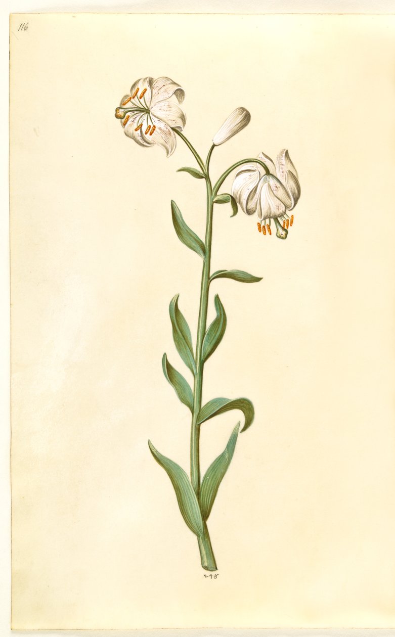Lilium martagon (çelenk zambak) by Hans Simon Holtzbecker