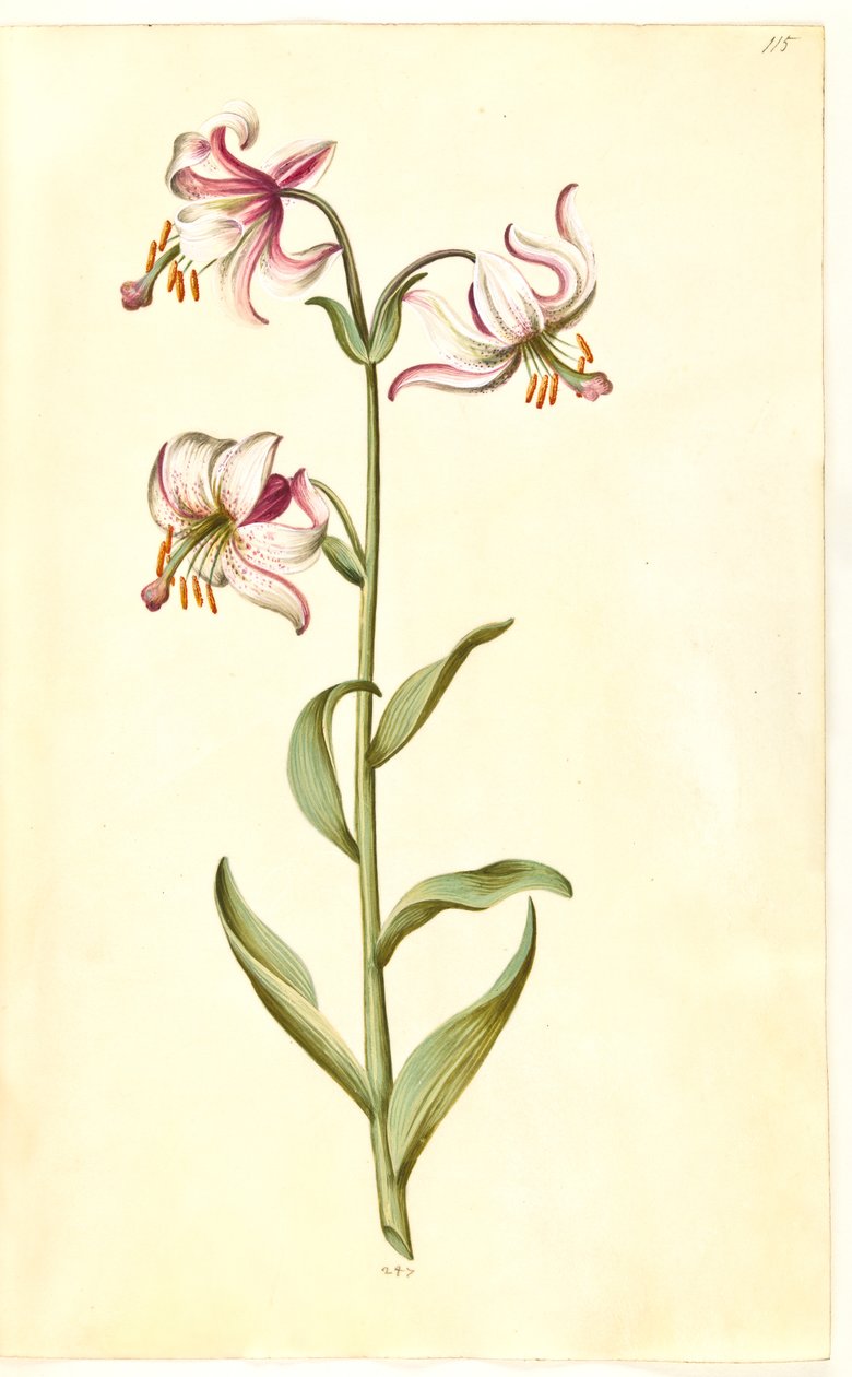 Lilium martagon (çelenk zambak) by Hans Simon Holtzbecker