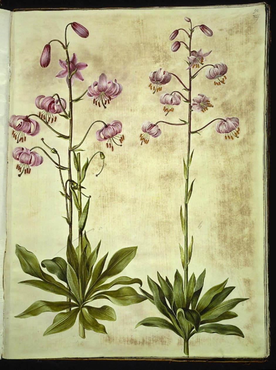 Lilium martagon (çelenk zambak) by Hans Simon Holtzbecker
