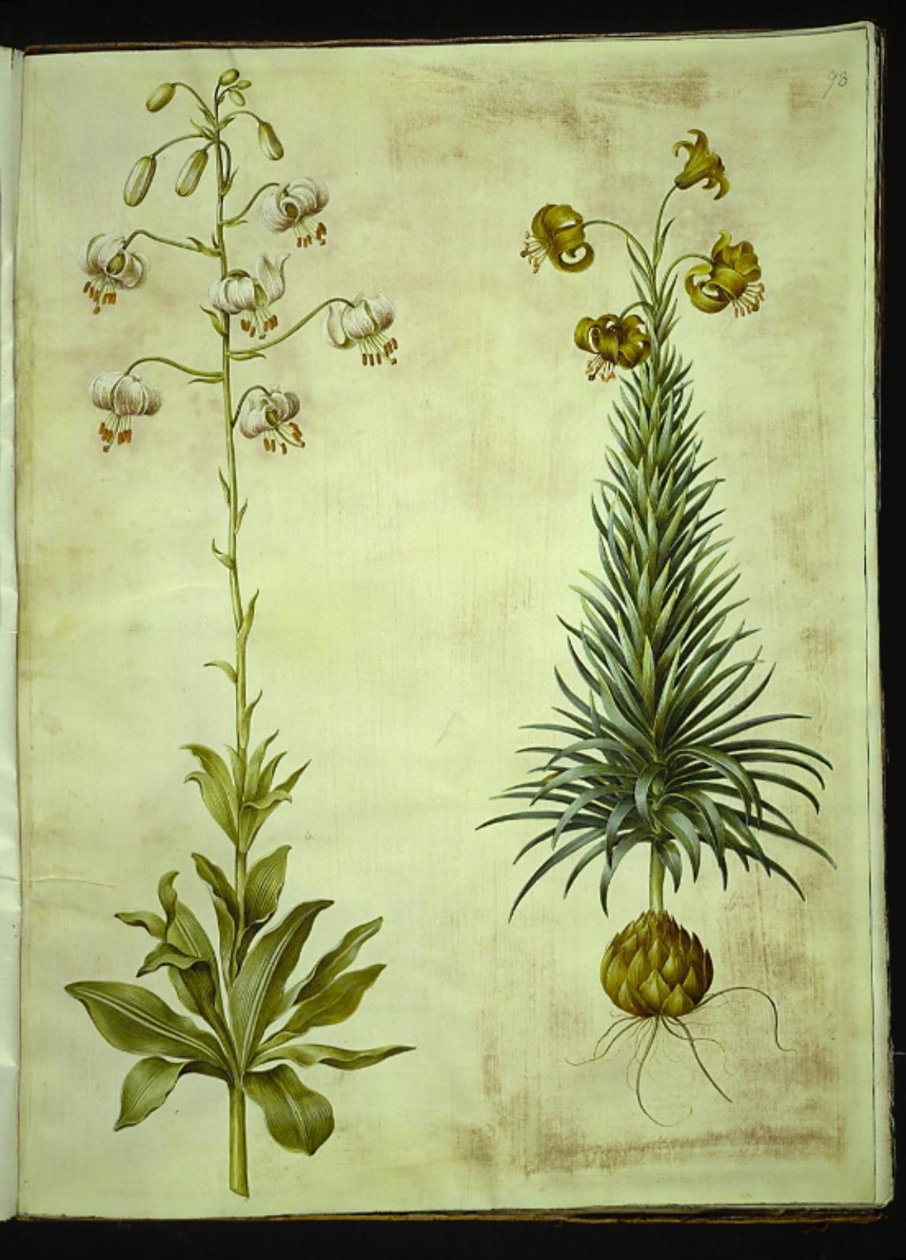 Lilium martagon (çelenk zambak); Lilium pyrenaicum (Pyrenean zambak) by Hans Simon Holtzbecker