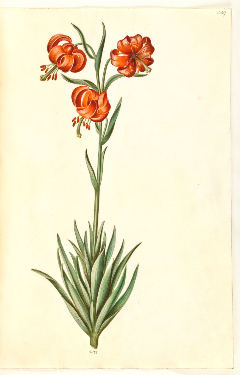 Lilium ponponyum (pompon-lilje) by Hans Simon Holtzbecker