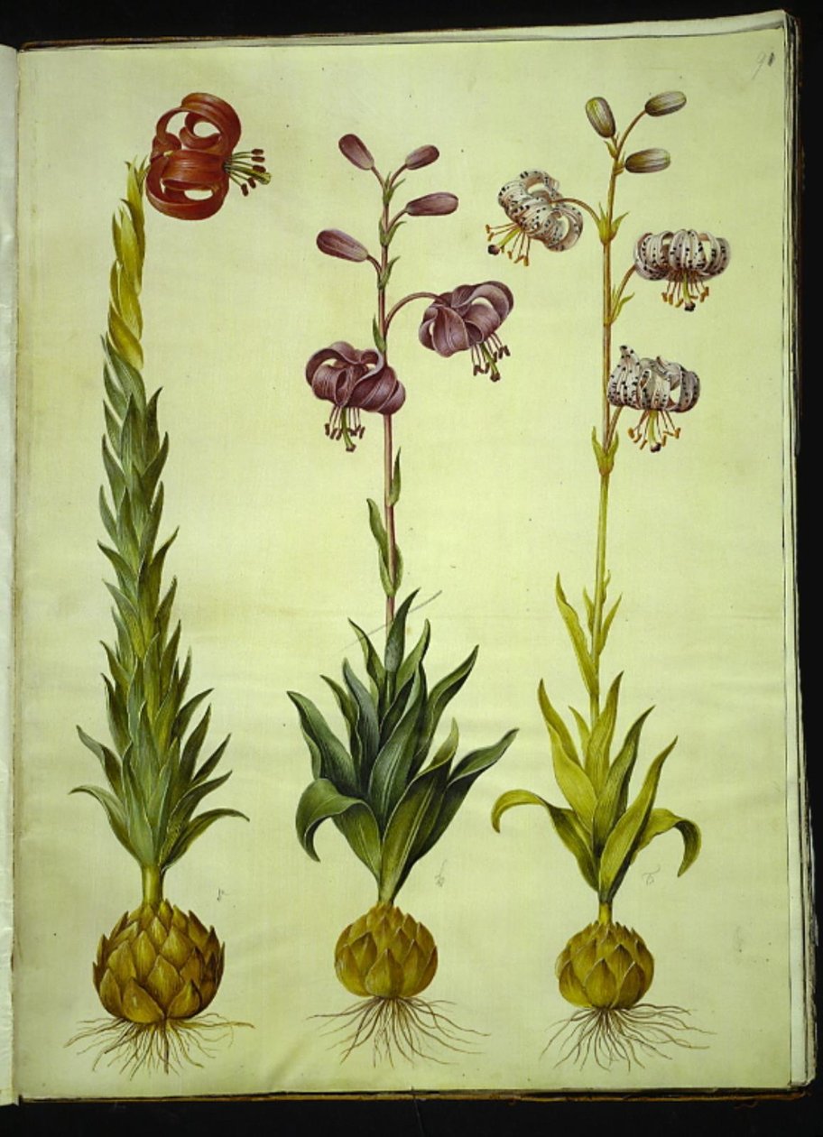 Lilium ponponyum (pompon-lilje); zambak martagon (krans-lilje) by Hans Simon Holtzbecker