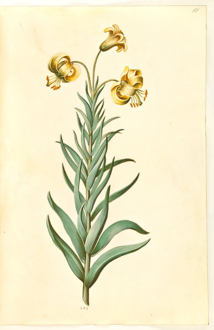 Lilium pyrenaicum (Pyrenean zambak) by Hans Simon Holtzbecker