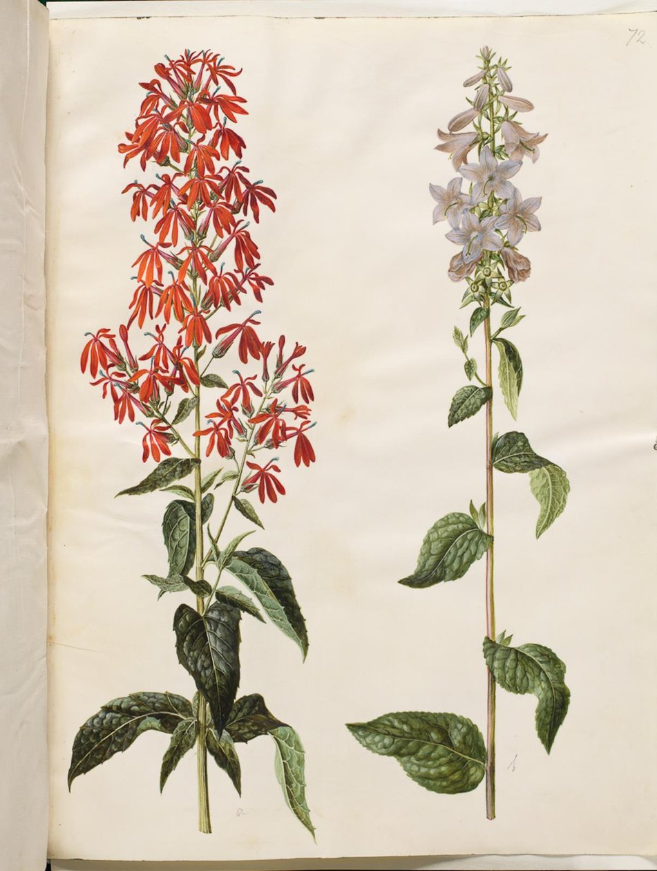 Lobelia cardinalis (kardinal lobelia); Campanula latifolia (geniş yapraklı çan) by Hans Simon Holtzbecker