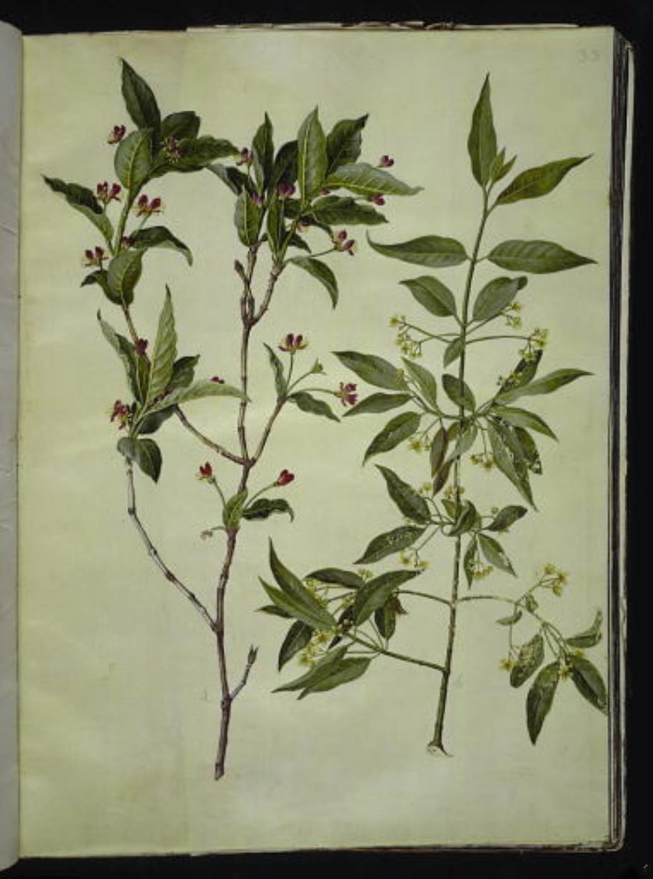 Lonicera alpigena (alpin yaprak döken yaprak); Euonymus europaeus (ortak kemik ağacı) by Hans Simon Holtzbecker
