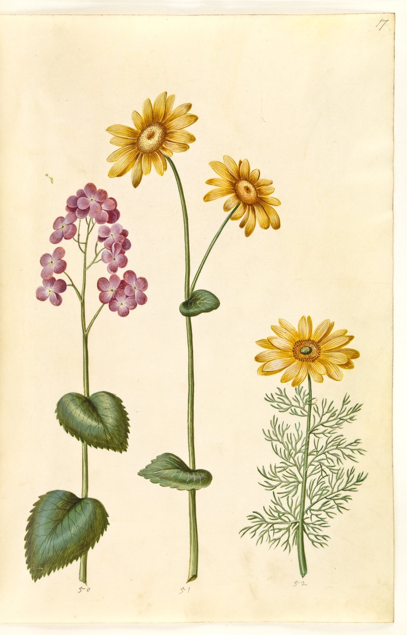Ay yıllık (judaspenge); Doronicum pardalianches (hjertebladet gemserod); Adonis vernalis (vår-adonis) by Hans Simon Holtzbecker