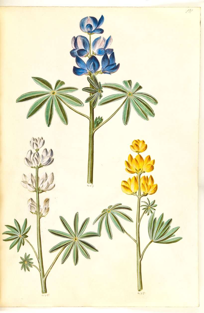 Lupinus kıllı (bå acı bakla); Acı bakla beyazı (hvid acı bakla); Lupinus luteus (gül lupin) by Hans Simon Holtzbecker