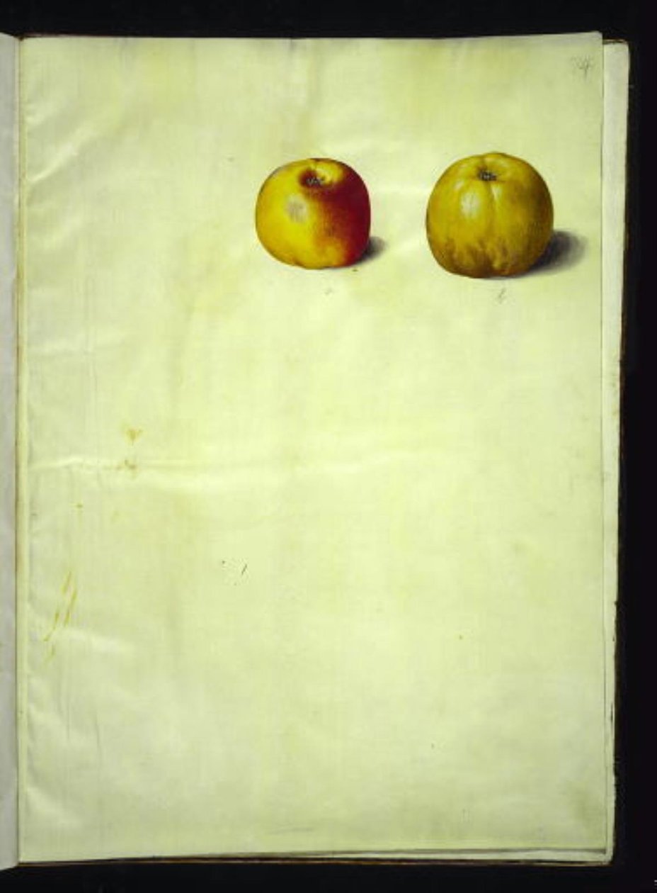 Malus domestica (ortak elma) by Hans Simon Holtzbecker