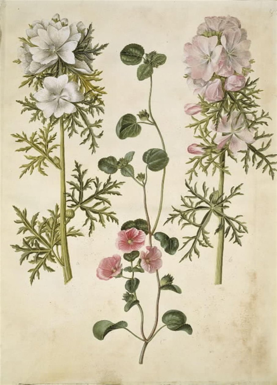 Malva moschata (bazen gölgelikten); Malva eller Malope (art af katost eller malope) by Hans Simon Holtzbecker