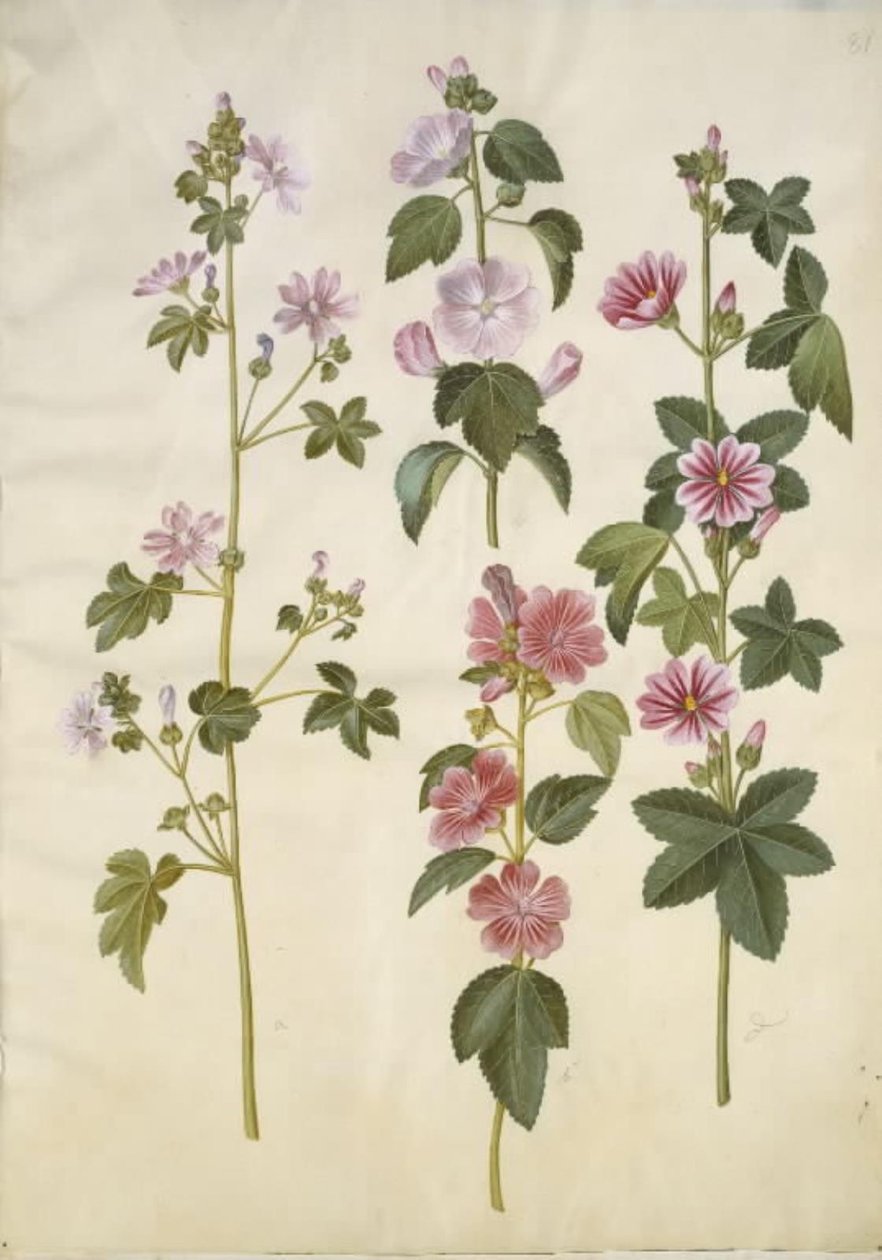 Malva sylvestris (yaygın kedi peyniri); Lavatera thuringiaca (Alman kavak gülü) by Hans Simon Holtzbecker