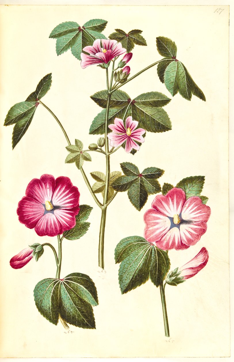 Malva sylvestris (yaygın kedi peyniri); Lavatera trimestris (meme bezleri) by Hans Simon Holtzbecker