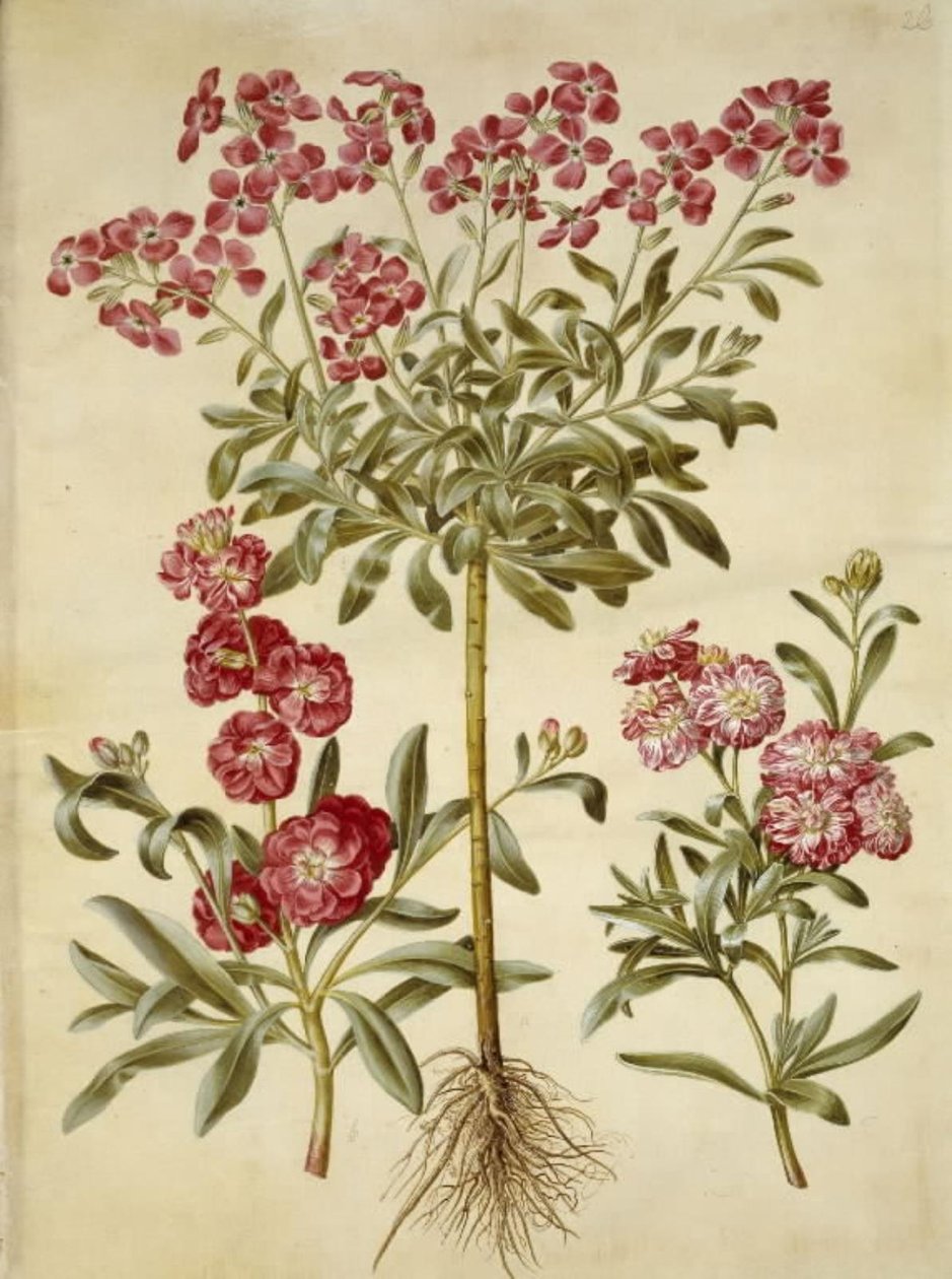 Matthiola incana (vinter-levkoj) by Hans Simon Holtzbecker