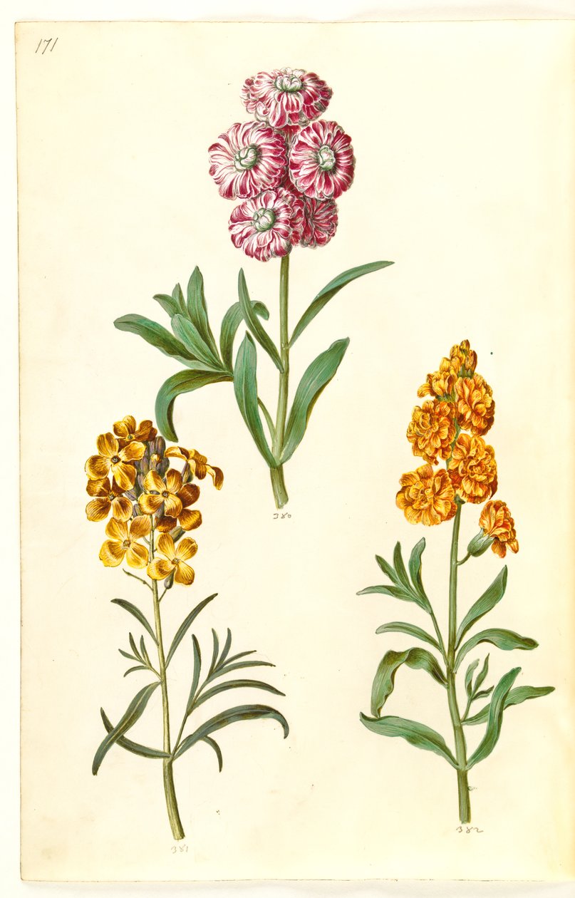 Matthiola incana (vinter-levkoj); Erysimum cheiri (gyldenlak) by Hans Simon Holtzbecker