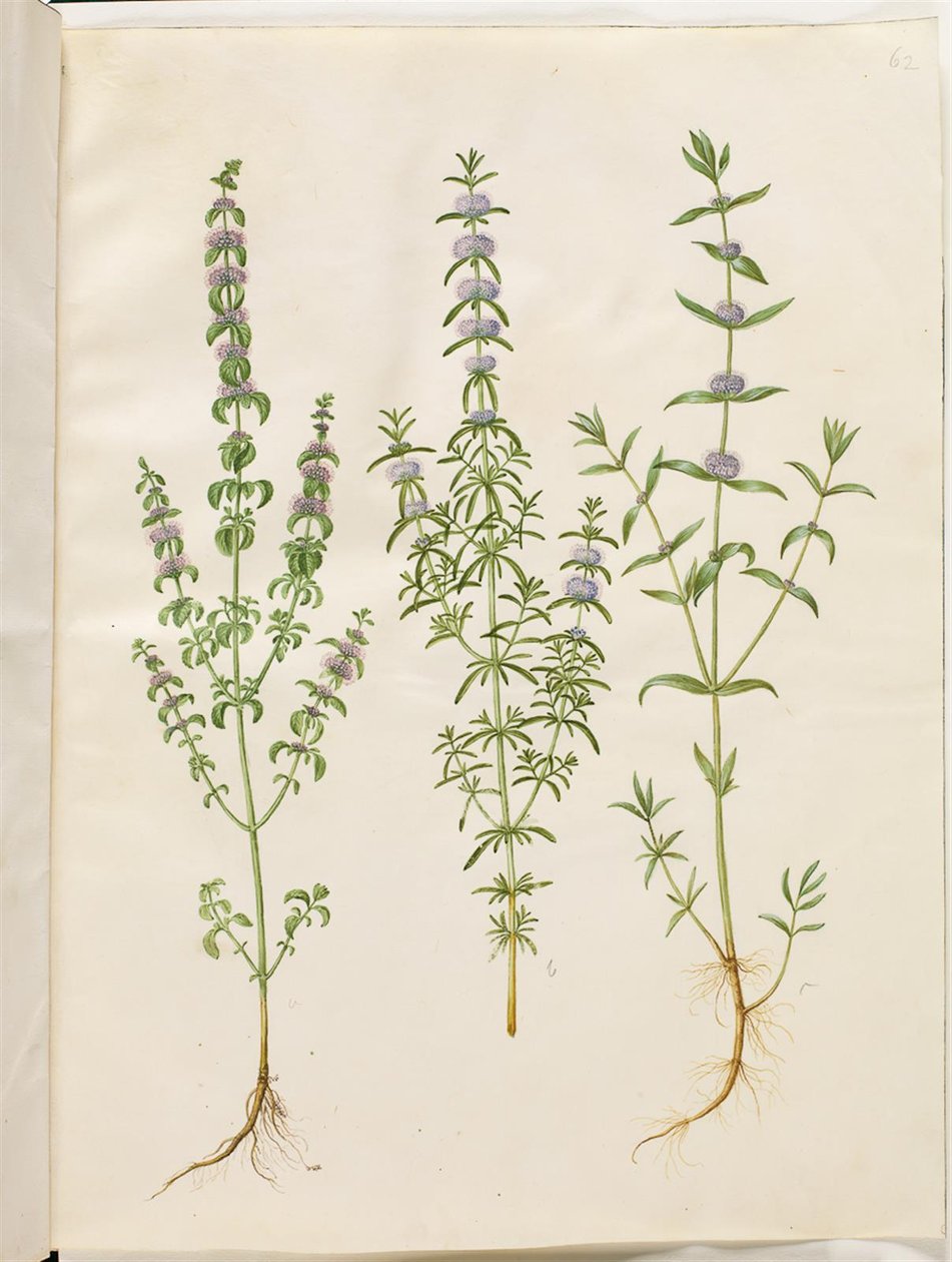 Mentha pulegium (polej-minte); Mentha cervina (hjorte-minte); Mentha (sanat eseri) by Hans Simon Holtzbecker