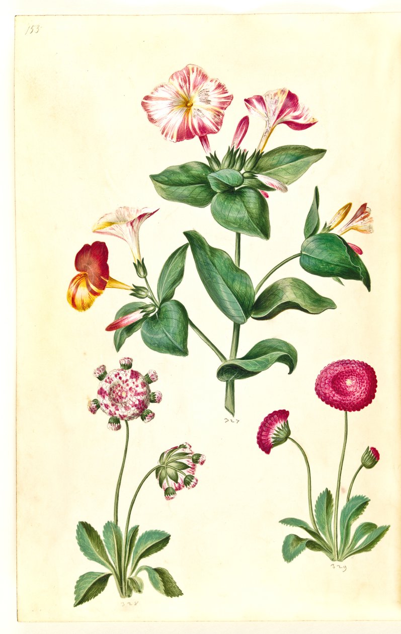 Mirabilis jalapa (harika çiçek); Bellis perennis (ortak papatya) by Hans Simon Holtzbecker