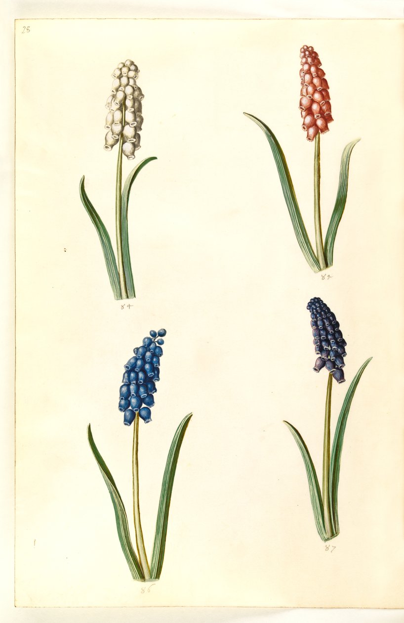 Muscari botryoides (ortak inci sümbül) by Hans Simon Holtzbecker