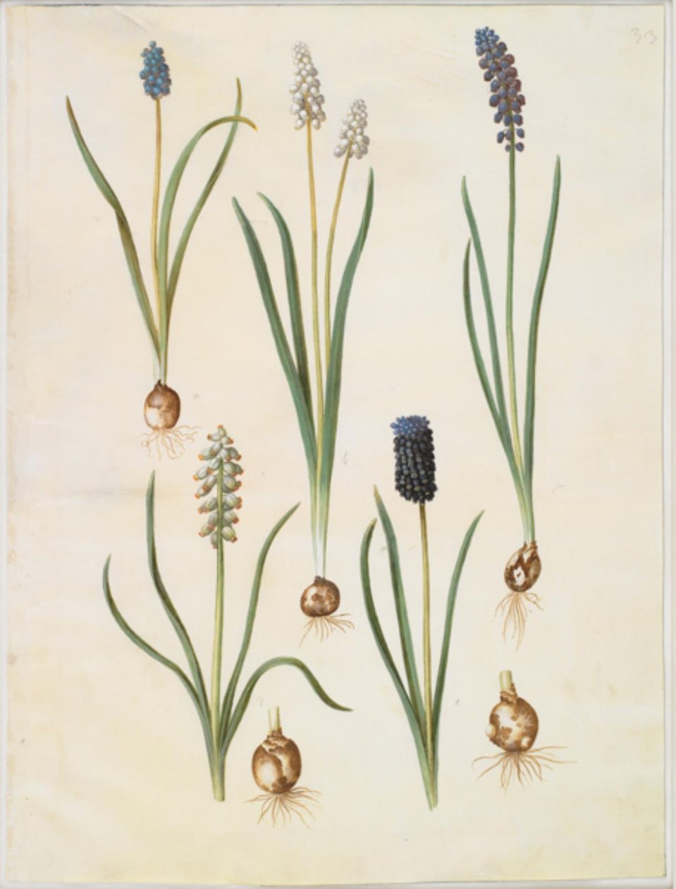 Muscari botryoides (almindelig perlehyacint); Muscari racemosum (muskat-perlehyacinnt); Muscari ihmal edildi by Hans Simon Holtzbecker
