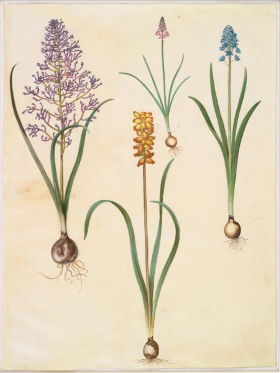 Muscari comosum (fjerhyacint); Scilla Autumnalis (høst-skila); Hyacinthoides italica (italyansk klokkeskilla); Muscari macrocarpum (perlehyacint gul) by Hans Simon Holtzbecker