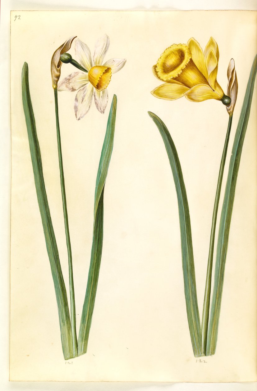 Narcissus × incomparabilis (sahip-narcis); Nergis pseudonarcissus (nergis) by Hans Simon Holtzbecker