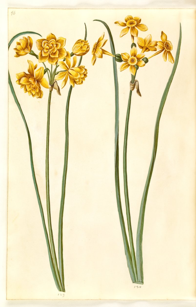 Nergis jonquilla (siv-narcis) by Hans Simon Holtzbecker