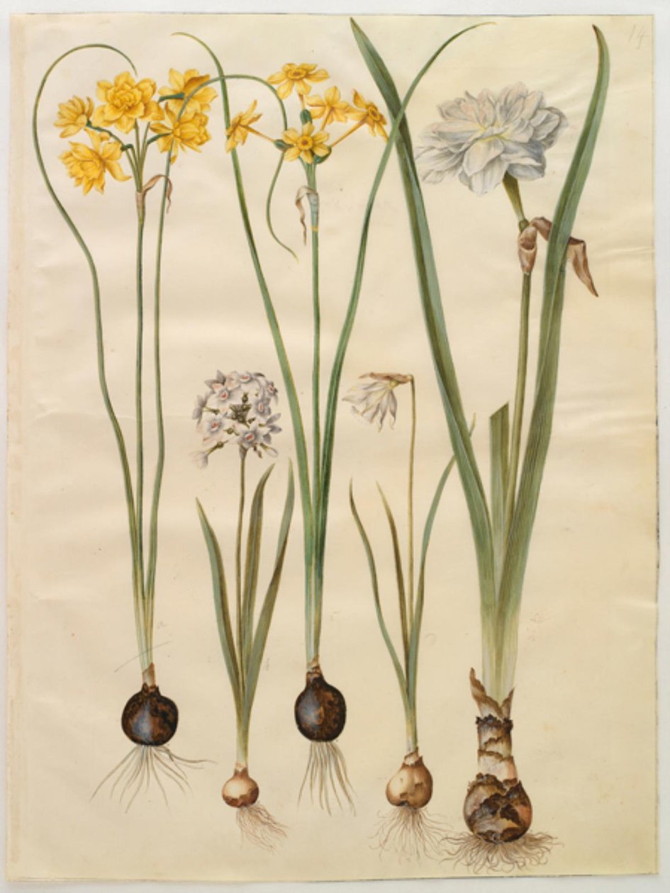 Narcissus jonquilla (veya nergis); Nergis tazetta (tazet); Nergis pseudonarcissus moschatus (moskus-narcis); Narcissus poeticus (pinselilje) by Hans Simon Holtzbecker