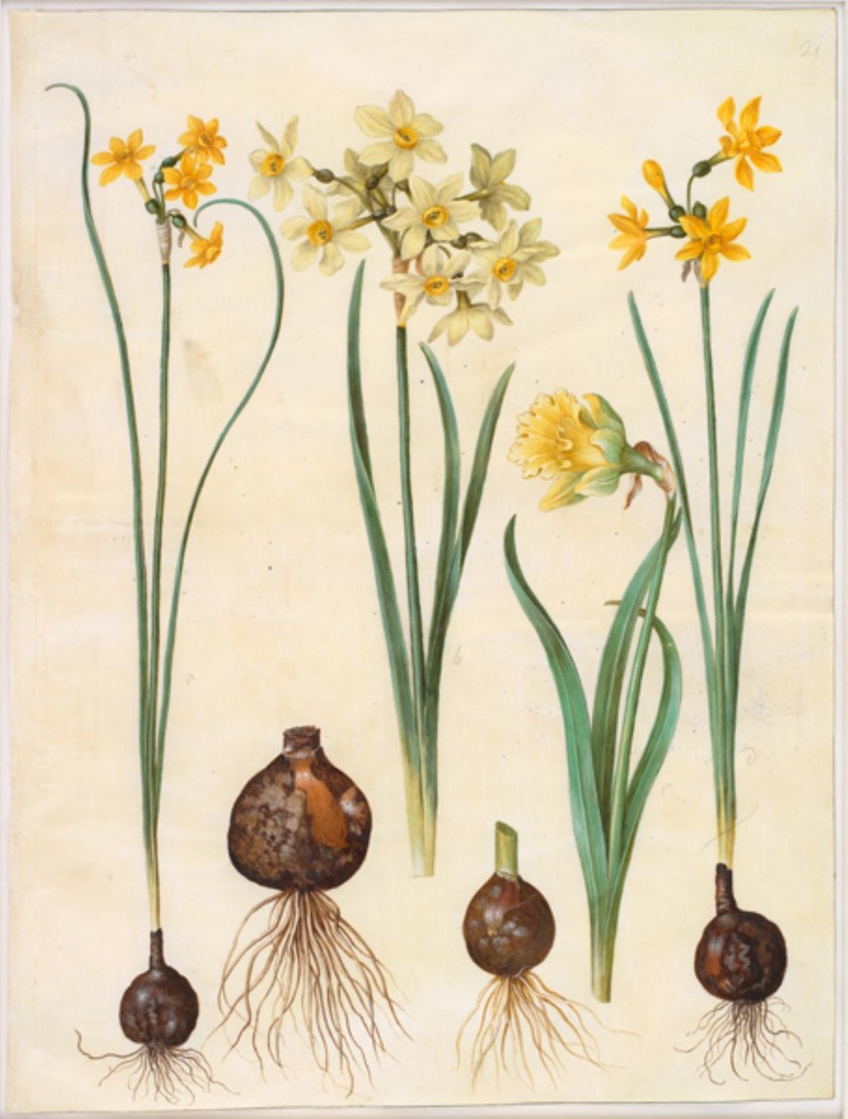 Narcissus jonquilla (siv-narcis); Narcissus tazetta aureus (altın-tazet); Nergis pseudonarcissus bicolor (iki renkli nergis) by Hans Simon Holtzbecker