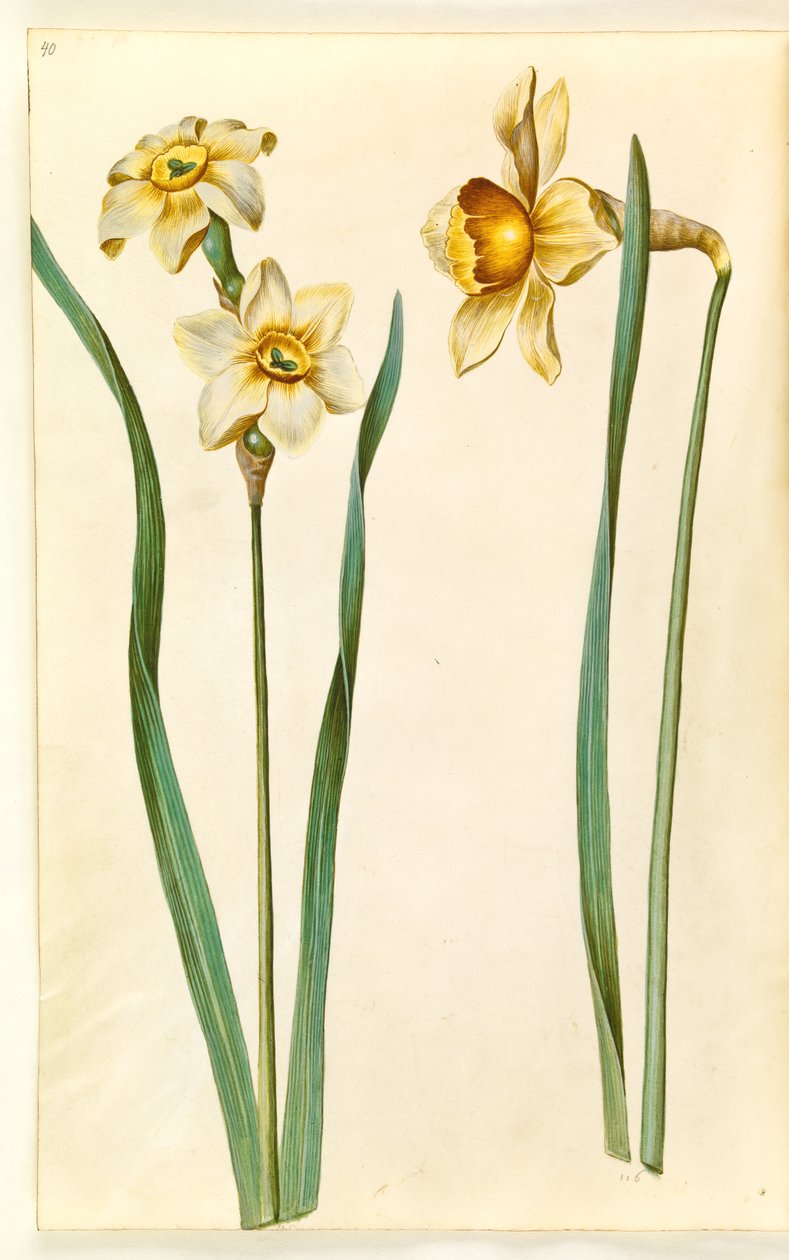 Narcissus ×medioluteus (narcis toblomstret); Narcissus x kıyaslanamaz (sahip-narcis) by Hans Simon Holtzbecker