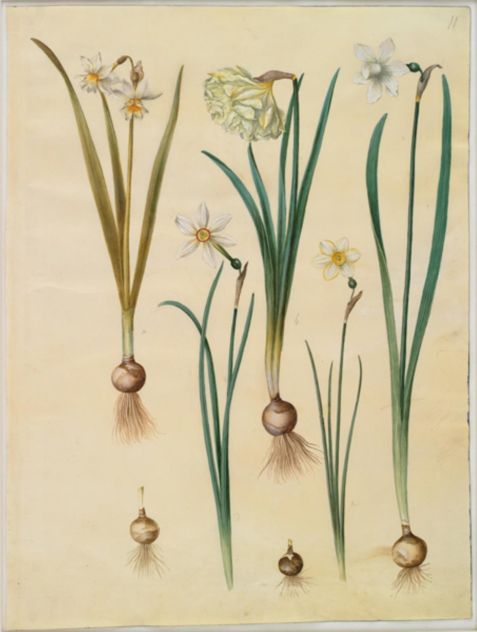 Narcissus ×medioluteus (narcis toblomstret); Nergis pseudonarcissus Nergis (Nergis); Narcissus poeticus (pinselilje); Nergis by Hans Simon Holtzbecker