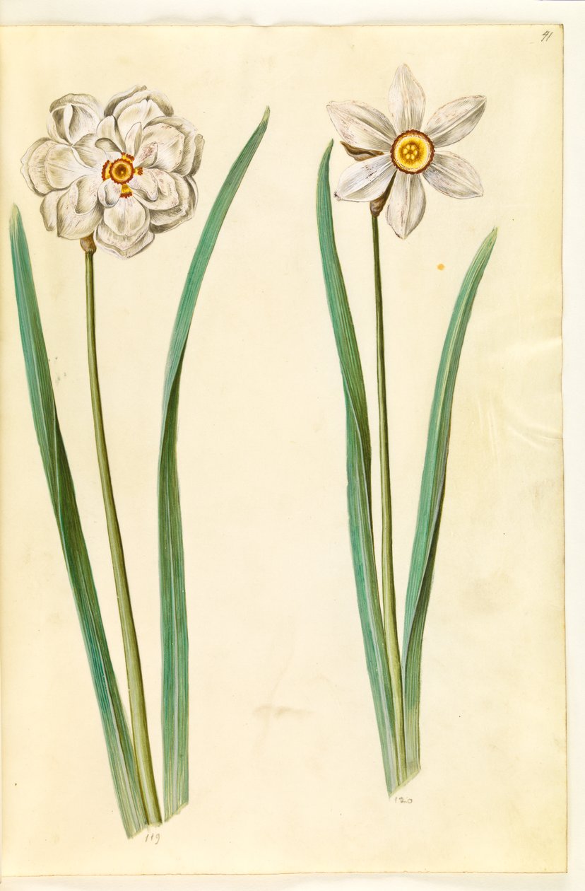 Narcissus poeticus (pinselilje) by Hans Simon Holtzbecker