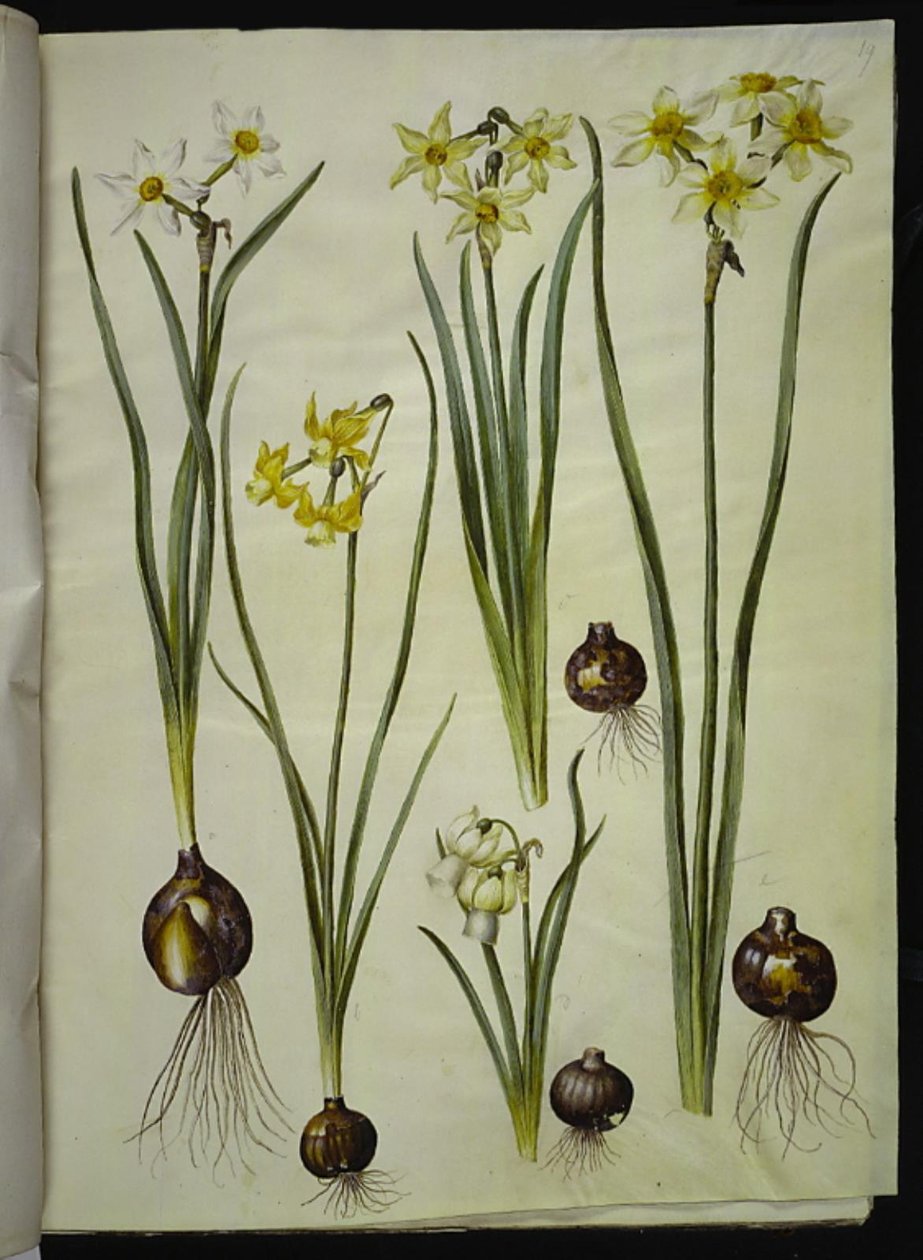 Narcissus poeticus (pinselilje); Narcissus triandrus (orkide-narcis); Narcissus ×medioluteus (toblomstret nergis) by Hans Simon Holtzbecker