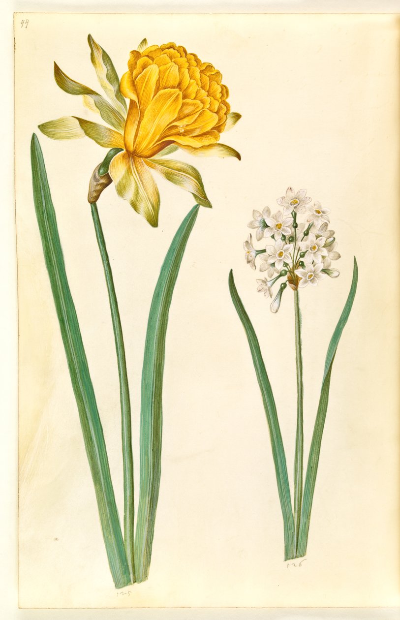 Nergis pseudonarcissus (nergis); Nergis tazetta (tazet) by Hans Simon Holtzbecker