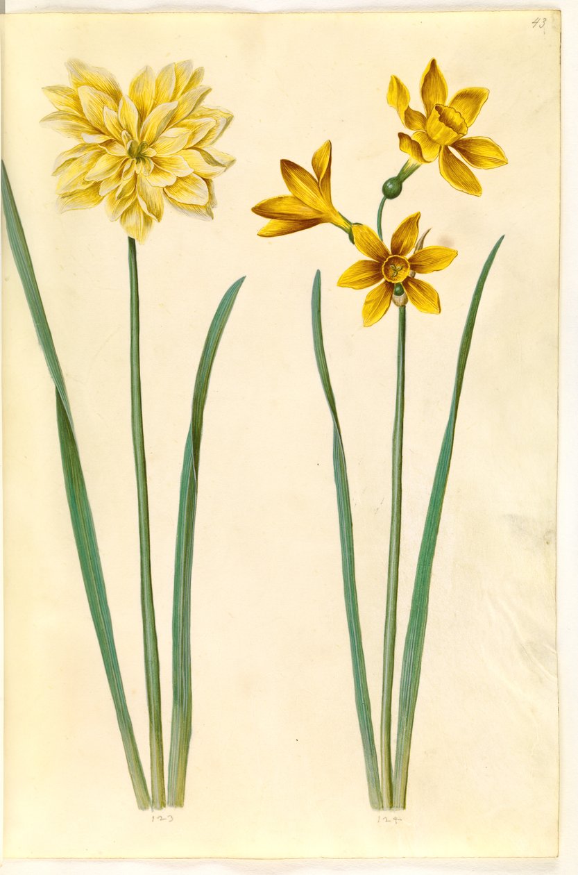 Nergis pseudonarcissus (nergis); Narcissus tazetta aureus (altın-tazet) by Hans Simon Holtzbecker