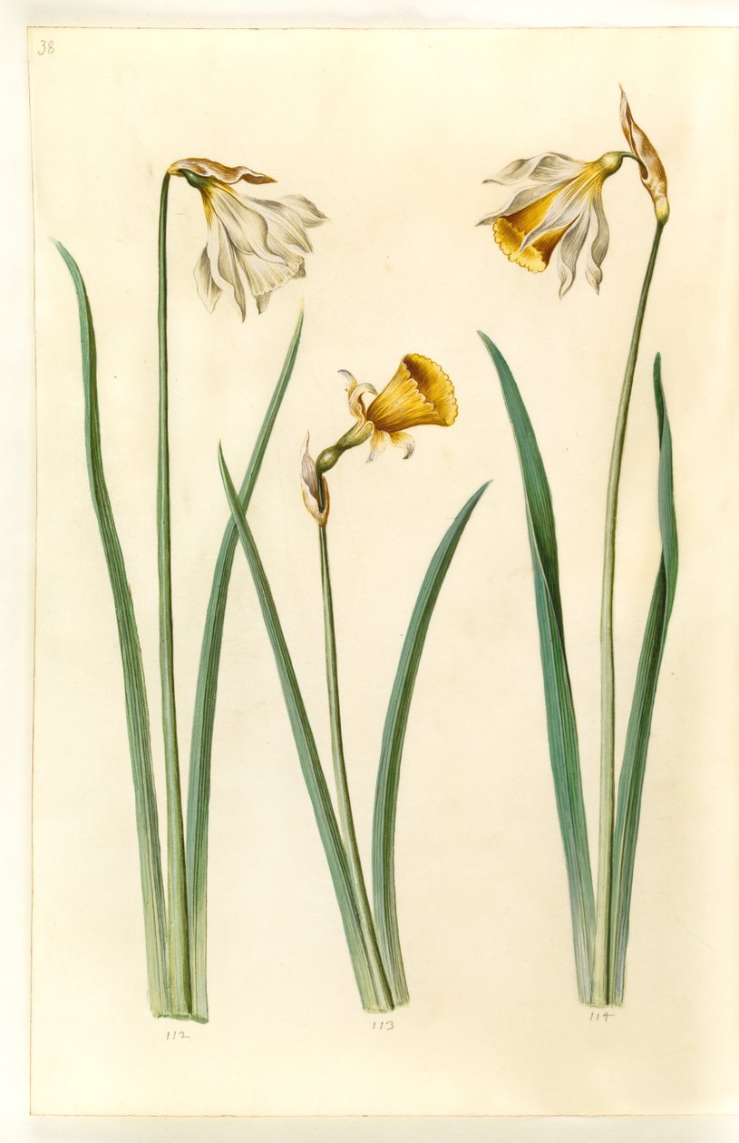 Nergis pseudonarcissus moschatus (moskus-narcis); Narcissus bulbocodium (krinoline-narcis); Nergis pseudonarcissus (påskelilje) by Hans Simon Holtzbecker