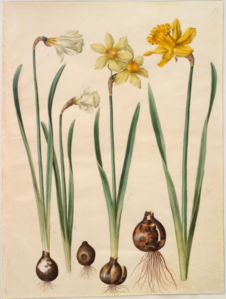 Nergis pseudonarcissus moschatus (moskus-narcis); Narcissus ×medioluteus (narcis toblomstret); Nergis pseudonarcissus major (stor påskelilje) by Hans Simon Holtzbecker