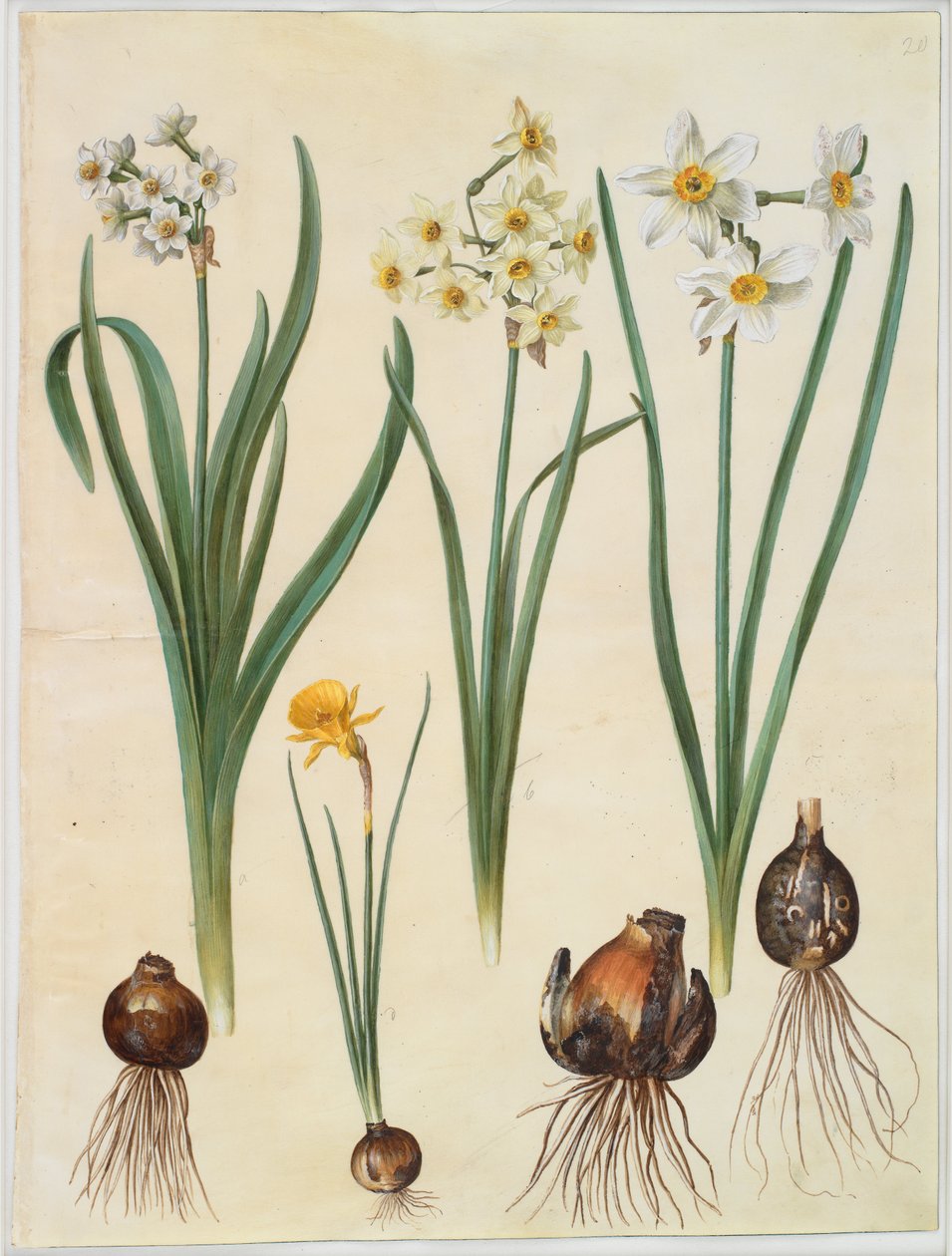 Narcissus tazetta; Narcissus orientalis; Corbularia bulbocodium by Hans Simon Holtzbecker