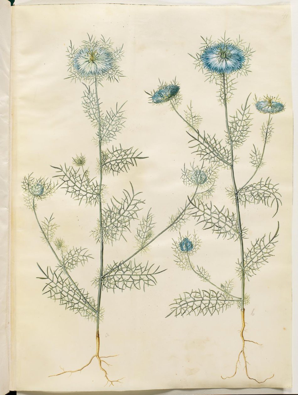 Nigella damascena (yeşiller içinde bakire) by Hans Simon Holtzbecker
