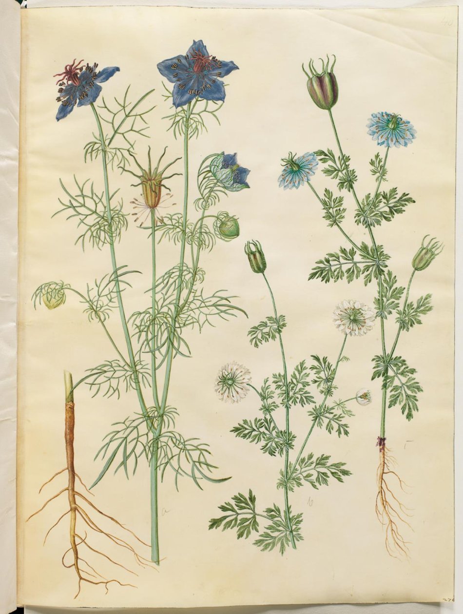 Nigella hispanica (çalıdaki şeytan); Nigella sativa (çeşit) by Hans Simon Holtzbecker