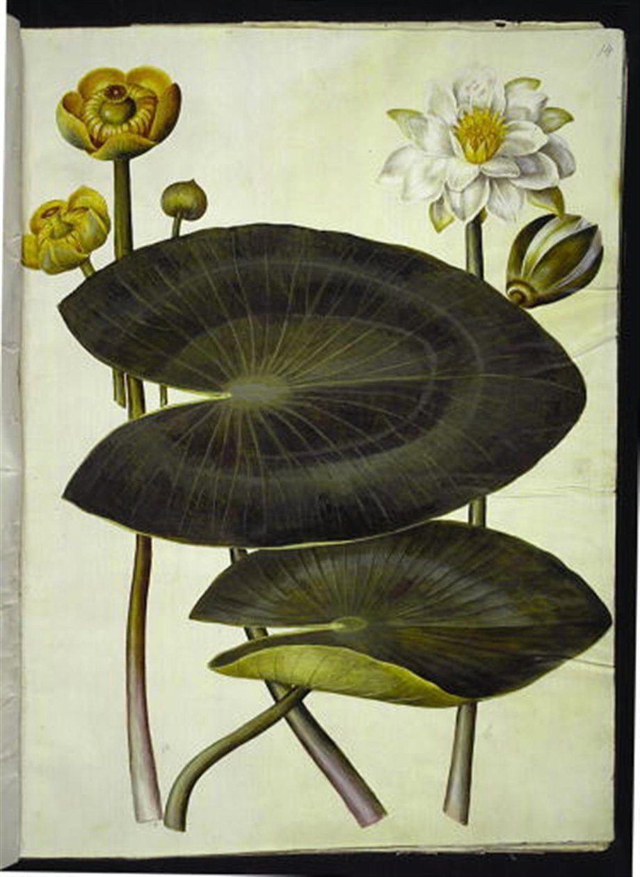 Nuphar lutea (sarı yolcu); Nymphaea alba (beyaz nilüfer) by Hans Simon Holtzbecker