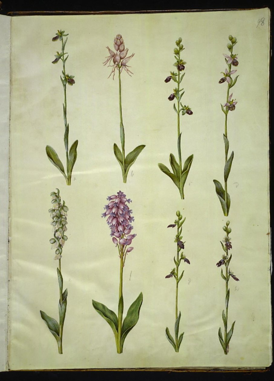 Ophrys apifera veya Ophrys sphegodes (çift sinekli çiçek veya erkenci sinekli çiçek); "Orchis simia" (fantezi çiçeği); Ophrys apifera (çift sinek çiçeği); Orchis (guguk otu); Orchis militaris (şövalye-guguk otu); Ophrys insektifera (yaygın sinek  by Hans Simon Holtzbecker
