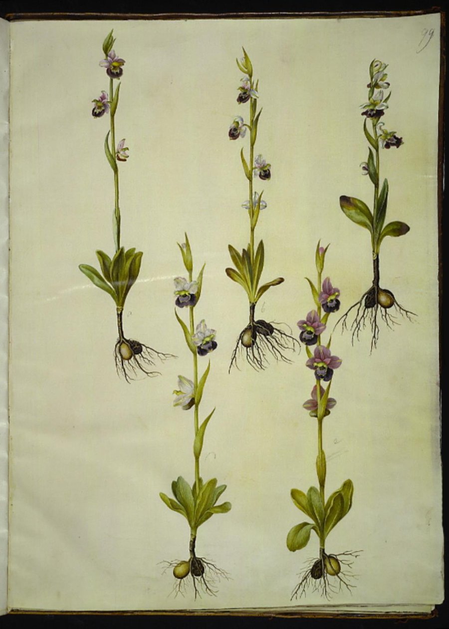 Ophrys fuciflora (drone-flueblomst) by Hans Simon Holtzbecker