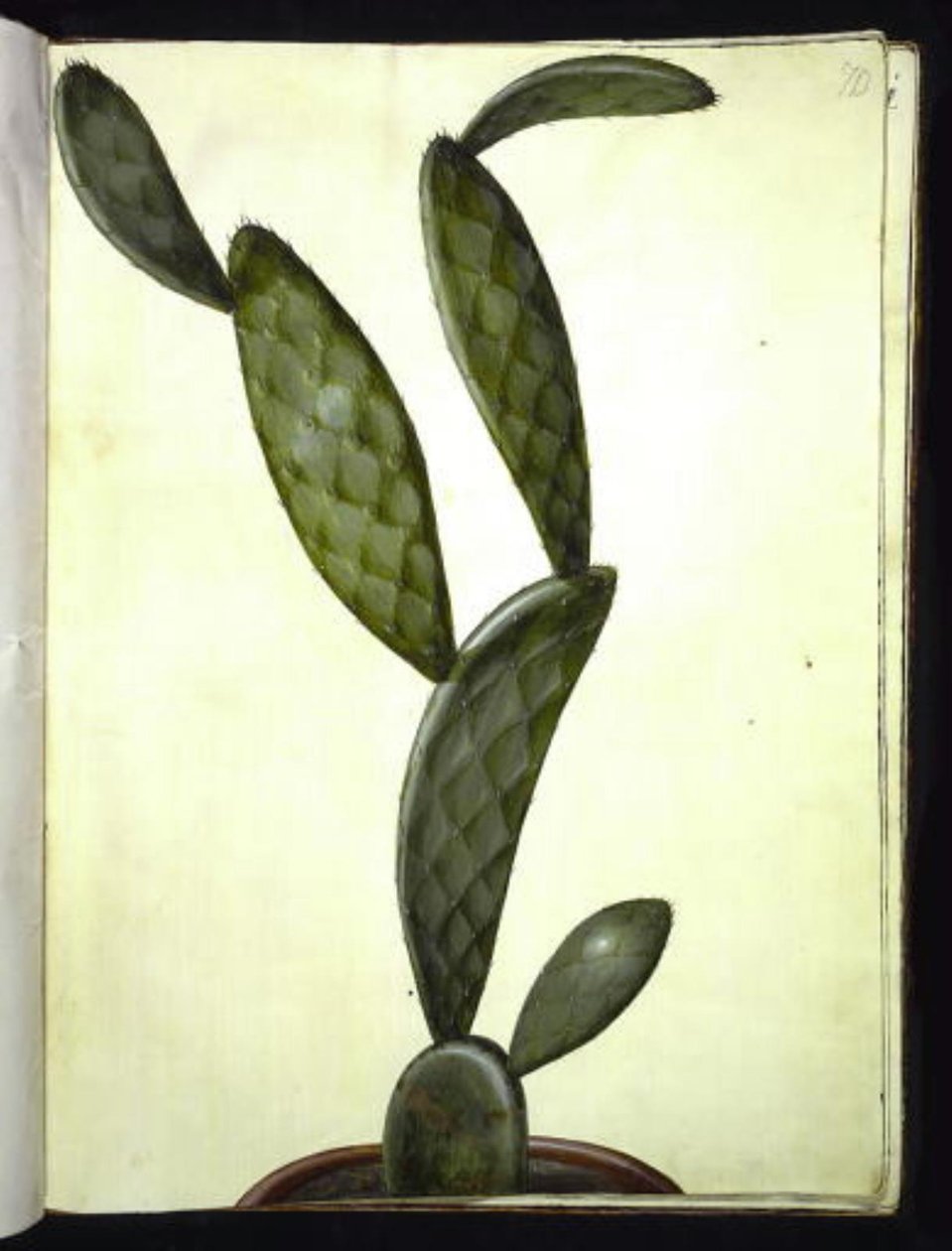 Opuntia monacantha (solucan incir kaktüsü) by Hans Simon Holtzbecker