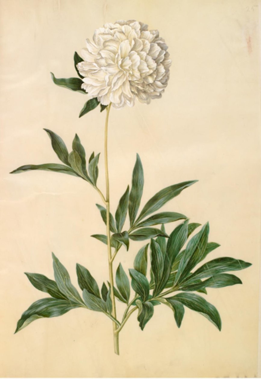Paeonia lactiflora (silke-pæon) by Hans Simon Holtzbecker